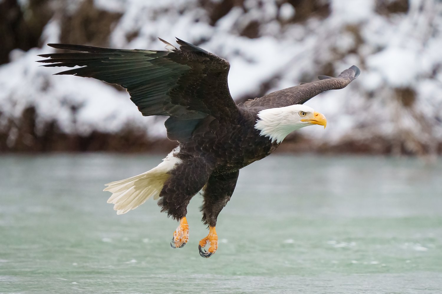 bald eagle in flight